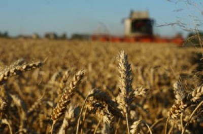 Уборочная-2020: намолочено уже более 2 млн тонн зерновых