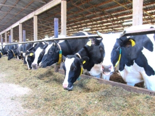 Перед работниками МТФ Быховщины поставлена задача достигнуть более высоких надоев и качества молока 