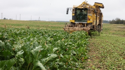 Когда в Беларуси завершат уборку картофеля, сахарной свеклы и кукурузы, рассказал министр