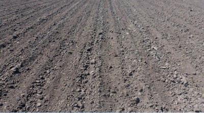 В Беларуси завершается сев яровых культур