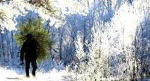Охрану лесного фонда Беларуси в канун новогодних праздников усилят