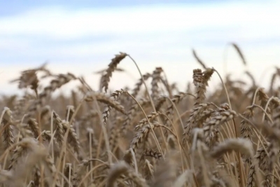 Информация о ходе сельскохозяйственных работ в Быховском районе по состоянию на 22 августа