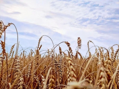 Информация о ходе сельскохозяйственных работ в Быховском районе по состоянию на 8 августа