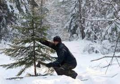 Незаконная рубка новогодних деревьев хвойных пород запрещена