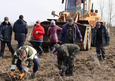 На Быховщине проводится уборка камней с сельскохозяйственных полей