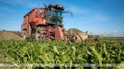 Уборка сахарной свеклы началась в Беларуси