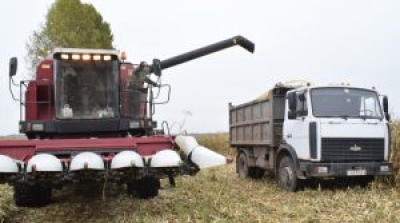 Кукурузу на зерно в Беларуси убрали почти с 37% площадей