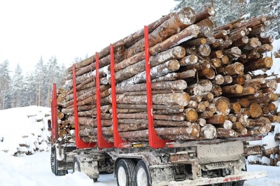 Выездной штаб в Быхове: как ликвидируют последствия урагана в лесах Могилёвщины