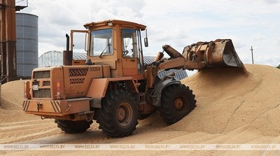 Беларусь не планирует экспортировать зерно и будет использовать его для животноводства