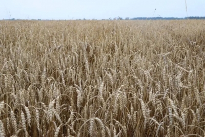 В полном разгаре страда