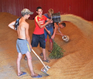 В СПК «Обидовичи» на зернотоке трудятся школьники