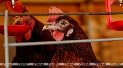 Беларусь ограничит ввоз птицы из регионов Польши и Дании из-за птичьего гриппа