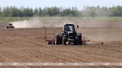 В Беларуси завершили посадку кукурузы на сельскохозяйственных угодьях
