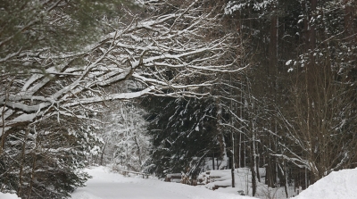 Метели, снежные заносы, гололедица. Синоптики рассказали о погоде на 9-14 января