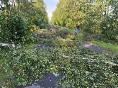 Лесной фонд Быховского лесхоза пострадал впоследствии ночного урагана