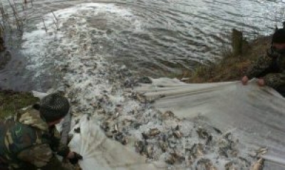 Чигиринское водохранилище зарыблено карпом и белым амуром