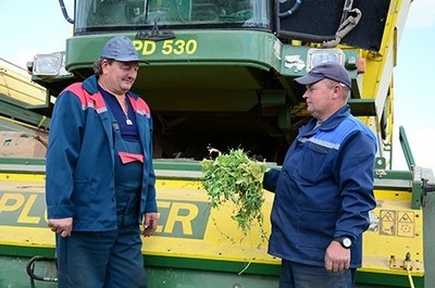 ОАО «Быховский КОСЗ» убирает овощной горошек, производя дальнейшую его переработку и консервацию