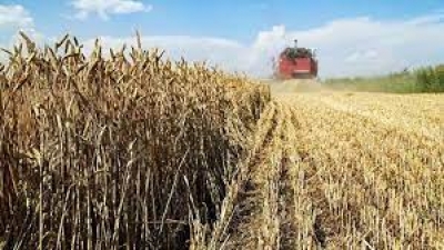 На Быховщине началась уборка зерновых и зернобобовых культур