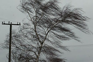 Сильный ветер оставил без света 368 населенных пунктов Беларуси