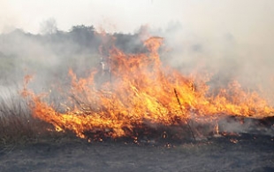 Резкое увеличение числа пожаров наблюдается в Беларуси из-за весенних палов