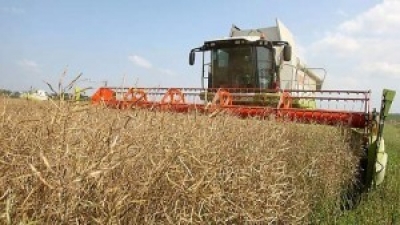 Яровой рапс в Беларуси убран почти с 80% площадей