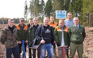 Новый сорт сосны высадили в Трилесинском лесничестве Быховского района