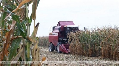 Белорусские аграрии намолотили почти 1 млн т зерна кукурузы