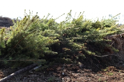 В Беларуси стартует добровольная кампания по благоустройству лесного фонда