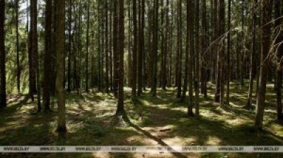 Дрожжа: ограничения на посещение лесов должны быть оперативно сняты там, где прошли дожди
