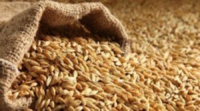 В Беларуси намолочено почти 5,5 миллиона тонн зерна