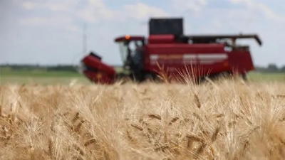 В Беларуси намолотили более 96 тыс. тонн озимого ячменя