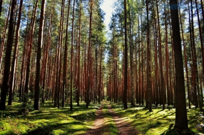 Ограничение на посещение лесов введено в 15 районах Могилевской области