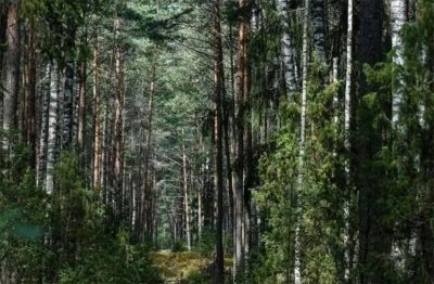 Как правильно организовать поход в лес, рассказали правоохранители